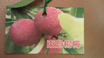 ╭☆東霖園藝☆╮水果苗-東魁種楊梅/特大甜楊梅/(果實大於50元硬幣)