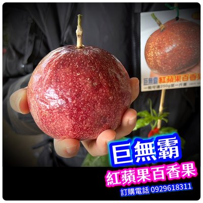 巨無霸紅蘋果百香果《嫁接苗》果粒250~600公克【2021年新品種】每年都會產果給你採收