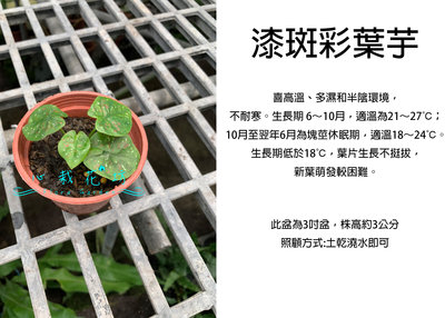 心栽花坊-漆斑彩葉芋/彩葉芋/3吋盆/綠化植物/室內植物/觀葉植物/售價250特價200