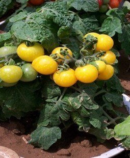 【媽咪蔬果園】、矮種黃湯姆蕃茄  種子