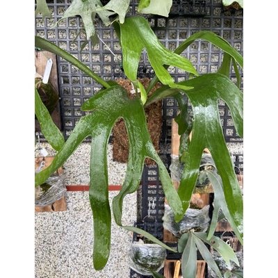 鹿角蕨Tonkla-DW母本己上板療癒植物-天南星-觀葉-室內-文青風-IG網紅-植物-療癒植物-蕨類植物