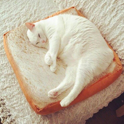 南萌北逗微博同款貓咪吐司切片面包坐墊動漫周邊毛絨抱枕土司墊子-萬物起源