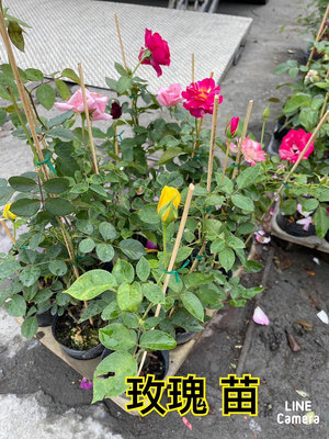 花苗~玫瑰花苗(含苞)~3.5吋黑軟盆/高15-30公分~花精靈植物的家