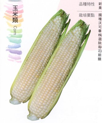 【野菜部屋~】N16 銀狐白色水果玉米種子15粒 ,皮薄汁多 ,甜度佳 ,抗病品種 ,每包15元 ~