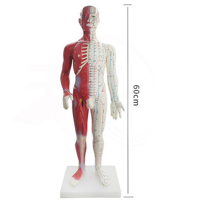 60CM半肌肉解剖經絡穴位模型人體針灸模型骨骼教學模型男模批