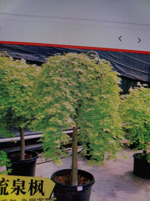 特殊少見的日本紅楓樹名字叫做流泉，枝條很特別會像柳樹一樣往下生長，高度約有120公分3800元郵局嘉里免運老盆1、20年