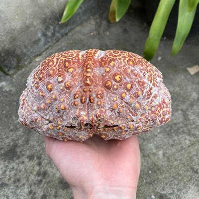 螃蟹標本素材 日本饅頭蟹 奇怪的海底生物凌雲閣化石隕石 促銷