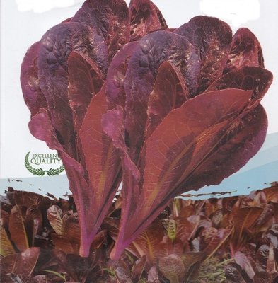 【蔬菜種子S077】紫葉羅馬壽司菜~~是萵苣類，少纖維，葉面微皺，品質嫩香口感脆嫩，味道甘甜無苦味， 氣味芳香宜人