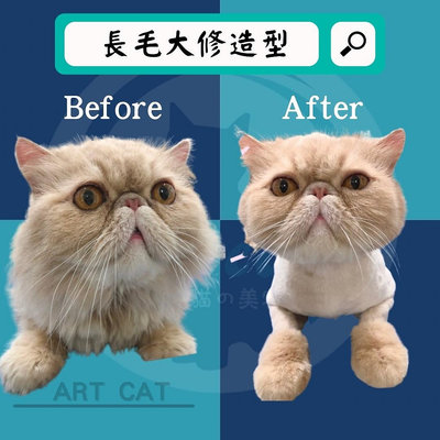 [ARTcat]高雄貓咪美容推薦  高雄專屬貓咪美容 不綁貓不麻醉不緊張 請安心交給我們