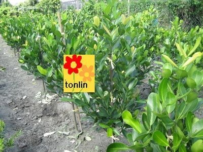 ╭☆東霖園藝☆╮超優質樹種---福木(福樹)--耐旱耐盬不易掉葉