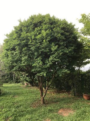 樹葡萄 米俓約13cm，樹高度約4米 ，樹幅約3.5米黑松真柏桂花七里香紫檀象牙木