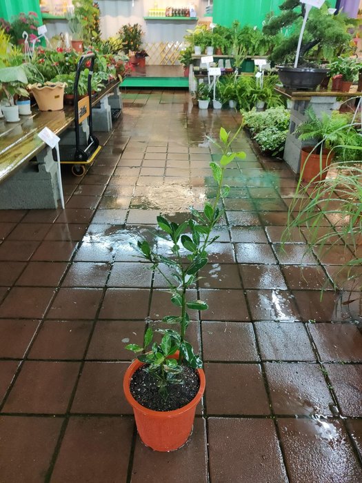 元茂園藝桃園愛買園區月桂樹足周年盆栽陽台即可種植 香料植物盆栽 Yahoo奇摩拍賣