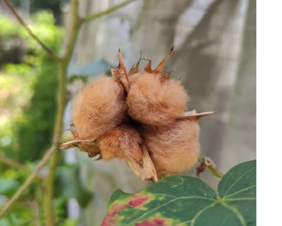 咖啡色棉花 種子 泰迪熊棉 30粒 可種植用種子