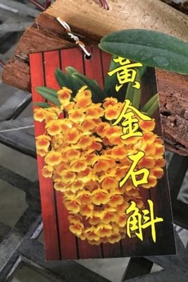 花花世界_季節花卉--黃金石斛蘭(樹皮板/上板)，金黃的色彩--為蘭科石斛屬/木板長約10~12cm/Tm