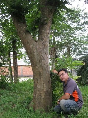 (青山園藝)櫸木(1)米俓約45cm.高度6~8米 青楓紫檀琉球松羅漢松真柏桂花龍柏黑松茄苳