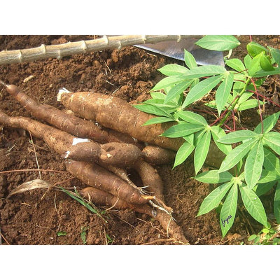 黃金樹薯種植用枝條一支10元 10送1(長約20公分上下)