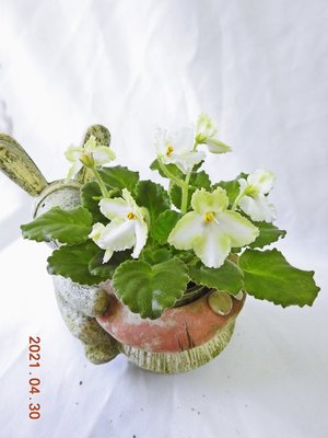 堤緣花語陶-淨化室內空氣植物-非洲紫羅蘭 Tiyuans Aurora 極光[台灣育種]
