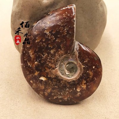 天然玉化螺海螺吊墜擺件斑彩菊花螺生物化石礦物標本di~定價