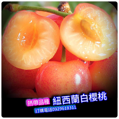 紐西蘭白櫻桃lapin《嫁接苗》熱帶品種，最嬌貴高甜度的櫻桃！買3棵免運費、買5棵送1棵