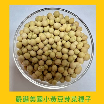 台灣PIH嚴選-小黃豆芽菜專用種子 150ml-防潮袋-種子花苗
