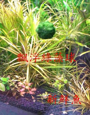 ~新鮮魚水族館~造景真水草 漂浮 綠藻 圓形 綠藻球 直徑約1~2公分 浮球 會浮的 藻球 附鉛塊