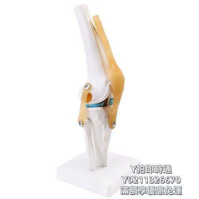 人體模型人體膝關節模型附韌帶骨骼半月板交叉活動膝蓋骨教學練習學功能
