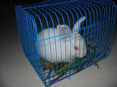 奇奇迷你小號松鼠籠子小鳥籠子鴿子籠小兔子籠子荷蘭豬運輸籠大小枕籠