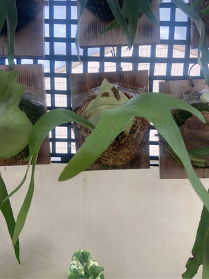 鹿角蕨P. Wendy frank 立葉變異 穩根（已上板)-療癒-文青、蕨類植物、雨林植物-IG網紅-觀葉-室內植物-天南星-觀葉