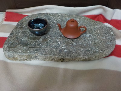 「杜哥藝品」 天然 滿面 貝殼化石 茶盤/置物盤/擺飾  天然紋路 千變萬化  免運費