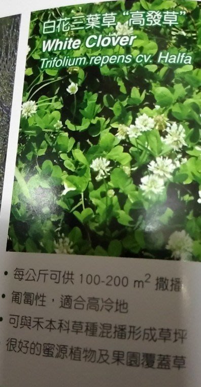 年5新進699元1公斤 種子 白花三葉草 白三葉草 白三葉 白菽草白花苜蓿白車軸草白荷蘭翹三消草 白詰草 螃蟹花 Yahoo奇摩拍賣