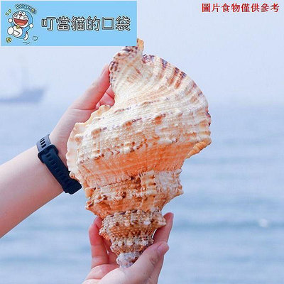 貝殼海螺天然貝殼大海螺號角可吹大蛙螺石號螺創意禮品魚缸擺件貝殼裝飾品