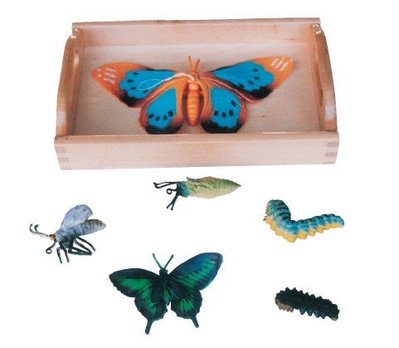 【劍聲幼教拍賣】【蝴蝶成長過程模型組：含盤】教育玩具、玩具、教具、兒童玩具、適合家庭與幼稚園
