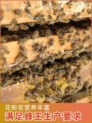 花粉漿養蜂喂蜂天然花粉中蜂專用蜜蜂飼料發酵蜂糧油菜花粉膏正品--思晴