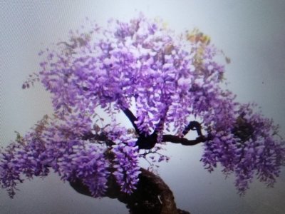 造型漂亮日本品種紫藤花小品盆栽便宜賣1450元超商免運費好種植喜歡全日照的環境會爬藤類