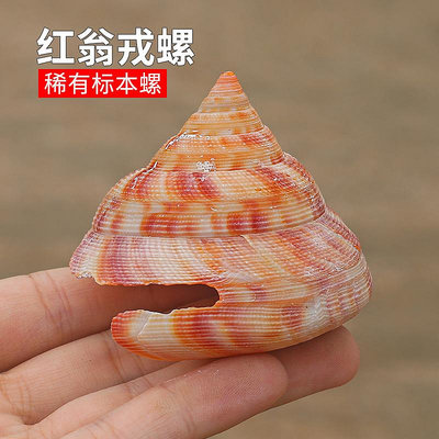 天然海螺貝殼稀有紅翁戎螺標本魚缸造景水族裝飾收藏送禮擺件~沁沁百貨