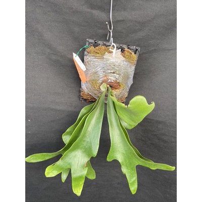 鹿角蕨-P. Foongwin 風雲-己上板療癒植物-天南星-觀葉-室內-文青風-IG網紅-植物-療癒植物-蕨類植物