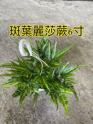 ^花草巷弄^ 6吋吊盆 // 斑葉麗莎蕨 // 觀葉植物 // 吊掛植物