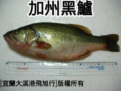 加州鱸魚(大口黑鱸)