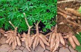 美濃無毒農產販售自產黃金樹薯5斤