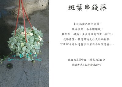 心栽花坊-斑葉串錢藤/3.5吋/蔓性/藤本/爬藤植物/售價120特價100