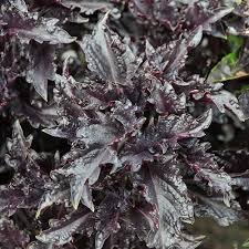 羅勒 紫波 Purple Ruffles 紫色皺葉 美國進口九層塔種子20入K009