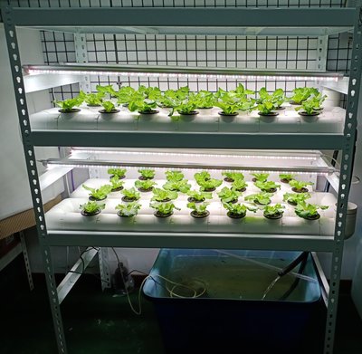 【峰.魚菜】FL-56室內組合式水耕套組-含植物燈，架子(水耕.魚菜都適用)-組裝簡單