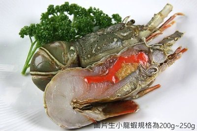 【冷凍蝦蟹類】生小龍蝦(切半)/約140g±10g/尾~教您做五星級蒜蓉清蒸小龍蝦