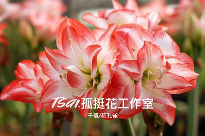 ［Tsai.孤挺花工作室] No.10 千禧/花孔雀 Blossom Peacock 重瓣 孤挺花 Amaryllis