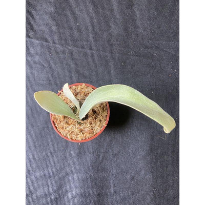 鹿角蕨-Platyceriun OMO 正側芽雙牙3吋盆觀葉植物 室內植物 文青小品/療癒蕨品