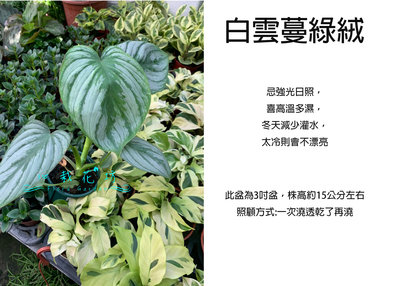 心栽花坊-白雲蔓綠絨/3吋/綠化植物/室內植物/觀葉植物/售價120特價100