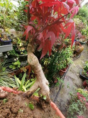 老粗頭露根造型漂亮日本品種名字叫紅星星紅楓樹槭樹小品盆栽全年都是紅紫色的葉子喜歡全日照的環境好種植只賣2990元超商免運