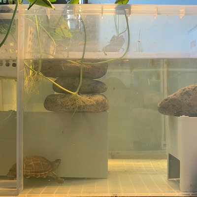 【熱賣精選】塑料魚缸透明水族箱生態飼養箱養龜箱桌面大型客廳家用草龜烏龜缸