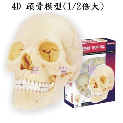 益智城《4D人體模型/人體器官模型/DIY模型/4D頭顱模型/頭部模型/4D MASTER 》4D 頭骨模型(1/2倍