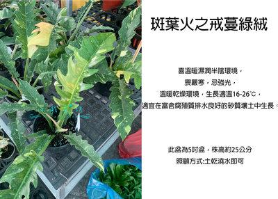 心栽花坊-斑葉火之戒蔓綠絨/蔓綠絨/6吋/綠化植物/室內植物/觀葉植物/售價1200特價1000